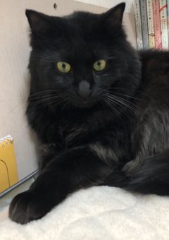 日記兼雑談部屋📖☡✍