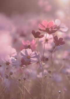 あの頃に戻れたなら