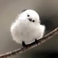 えりかさんのアイコン画像