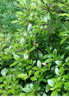 推し30日ちゃれんじ！