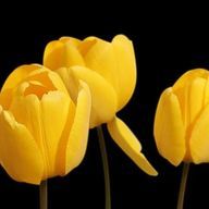 うき🎫✓﻿.さんのアイコン画像