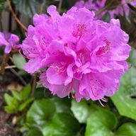 いちごさんのアイコン画像