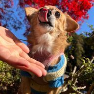 さくらさんのアイコン画像