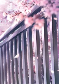 先輩、好きです