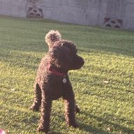 つくしちゃんさんのアイコン画像