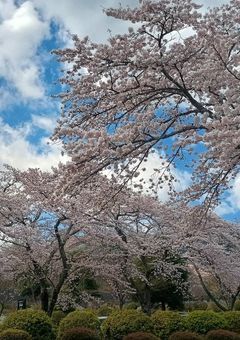 影山飛雄の姉で及川徹の彼女です。