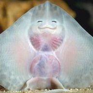 赤砂糖さんのアイコン画像