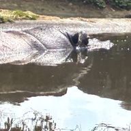 ザクさんのアイコン画像