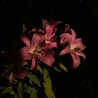 ＊さんのアイコン画像