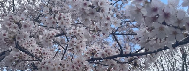 ナヒさんの壁紙画像
