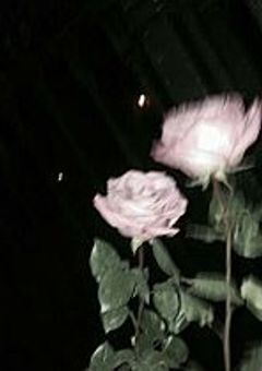 好  き  で  す  。