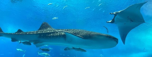 ルルちゃん。さんの壁紙画像