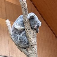 ルルちゃん。さんのアイコン画像