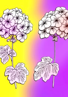 花が染まるまで。【コラボ小説】