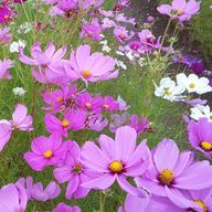 ぽんひさんのアイコン画像