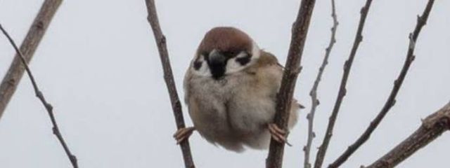 つばさ ꜀(^. .^꜀  )꜆੭さんの壁紙画像