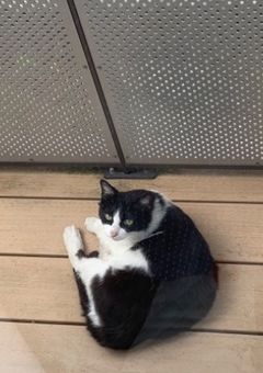 不器用な猫との毎日〈完〉