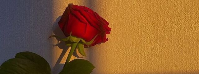 ♔ 神斗 襖瑋./カミト ルイ #低浮smnさんの壁紙画像