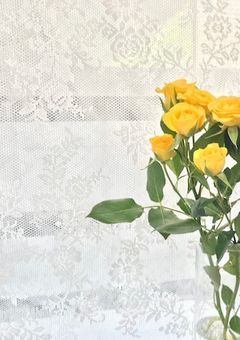 たんぽぽの君と