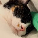 シャチ