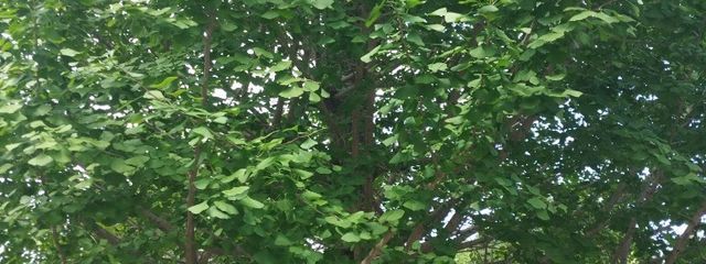 ナナ☆さんの壁紙画像