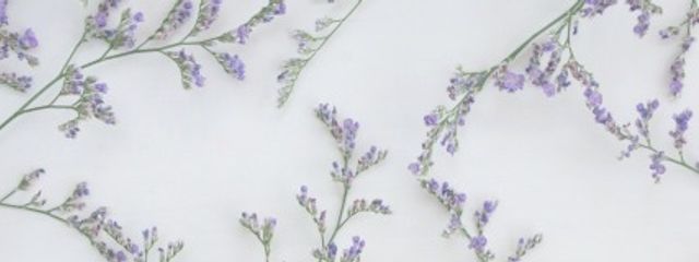 鈴猫🎐さんの壁紙画像