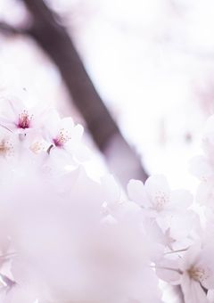短篇集