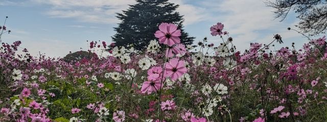 恋本憂花さんの壁紙画像