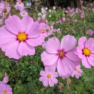 恋本憂花さんのアイコン画像