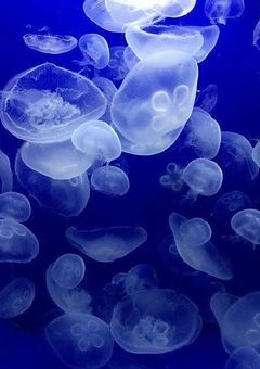 魔法使いと■■の少年