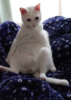 活  動  報  告  の  様  な  何  か  。