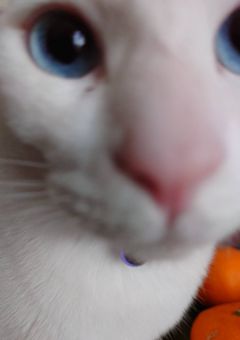 お え か き ち ょ う 。