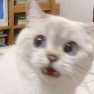 一条  蘭🔮👒さんのアイコン画像