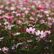 花凪咲さんのアイコン画像