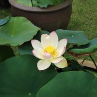 はな☪　さんのアイコン画像