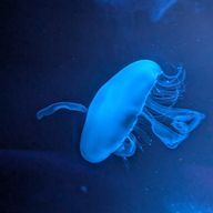 こっと💠☃︎💠さんのアイコン画像