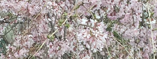 葉谷風 瑠花さんの壁紙画像