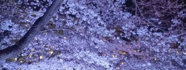 らじゅネコさんの壁紙画像