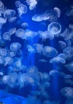 𝕝𝕟𝕤𝕥𝕒𝕘𝕣𝕒𝕞✨(実写only)