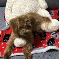 リリーさんのアイコン画像