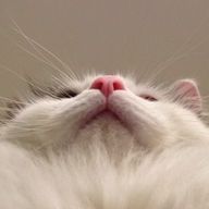 にゅーーんさんのアイコン画像