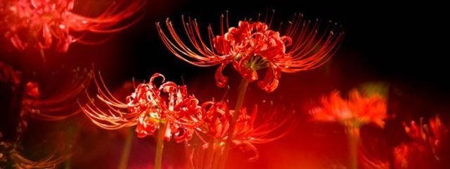 恋時雨🌂💄🍸さんの壁紙画像