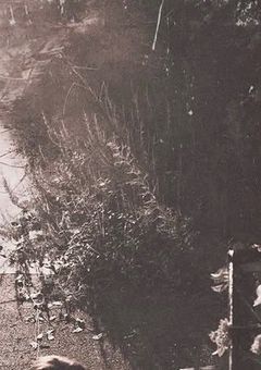 三色菫-The Flicker of Life