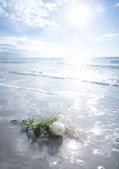 a fleeting DREAM