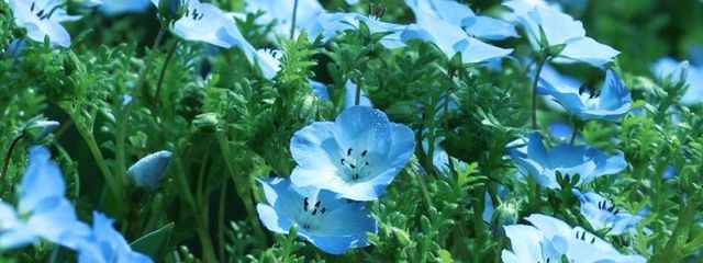 SKY treeさんの壁紙画像