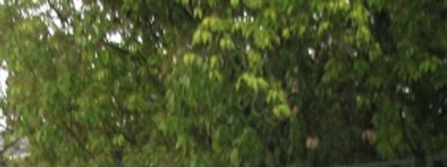 優蘭さんの壁紙画像