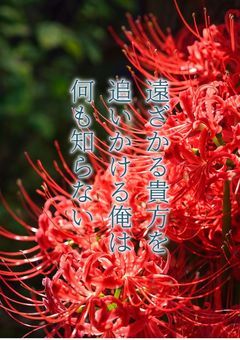 遠ざかる貴方を追いかける俺は何も知らない