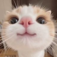 ゆのはさんのアイコン画像