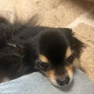 あずさんのアイコン画像