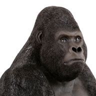 🍌バナゴリ🦍さんのアイコン画像